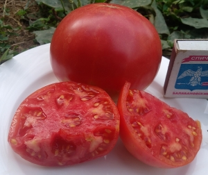 Семена сорта томата Jackass Red Dwarf (Гном Красный осел) - Гномы