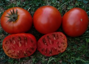 Семена томата сорта Dwarf Mahogany (Гном Махагон) - Гномы