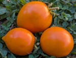 . Dwarf Orange Perfection Pesak's (Гном Оранжевое Совершенство Песака)