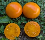 . Dwarf Orange Pixie (Гном Оранжевый Пикси, Гном Оранжевый Эльф)