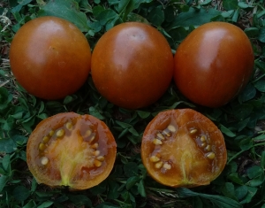 Семена томата сорта Dwarf Soul Patch (Гном Патч для души) - Гномы