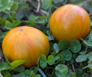 Семена сорта томата Dwarf Rebella (Гном Ребелла) - Гномы