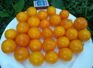 Семена сорта томата Dwarf Rumpelstiltskin (Гном Румпельштильскин) - Гномы