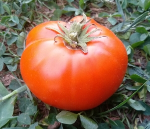 Семена сорта томата Dwarf Blazing Beauty (Карлик Сияющая красота) - Гномы