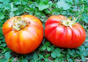 Семена томата сорта Cherokee Tiger large red dwarf (Гном Чероки большой тигр красный) - Гномы