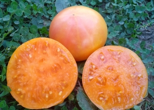 Семена томата сорта Dwarf Goldfinch (Гном Голдфинч) - Гномы