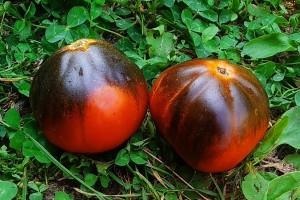 Семена томата сорта Голубой трюфель (Trufa Azul) - Синие 