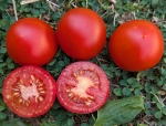 . Stad tomate «Vitella» (Городской томат «Вителла»)
