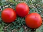 . Stad tomate «Vitella» (Городской томат «Вителла»)