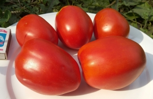 Семена сорта томата Гранённое Бычье Сердце (Coeur De Boeuf A Facettes) - Высокорослые сливовидно-овальные