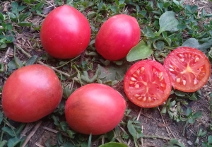 Семена томата сорта Дамасская пипочка - Среднерослые