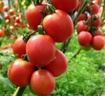 . Де Барао царский