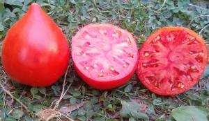 Семена томата сорта Девичьи слезы - Гиганты сердцевидные