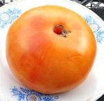 . Дикси золотой гигант (Dixie Golden Giant)