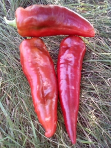 Перец Дольче Италиано