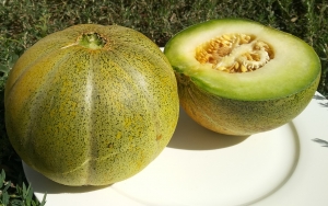 Семена дыни сорта Тендраль