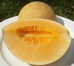 . Дыня Тропикана