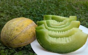 Семена дыни сорта Ha’Ogen