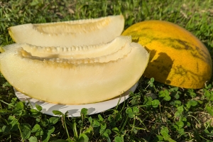 Семена дыни сорта Дана