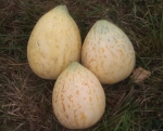 . Дыня Crane Melon (дыня Крейна)