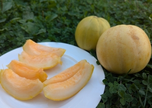 Семена дыни сорта Круглая из Багдада