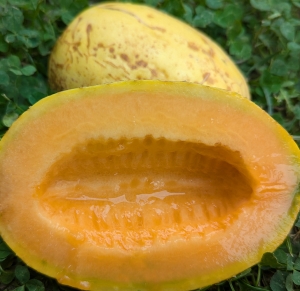 Семена Дыни сорта Мельба