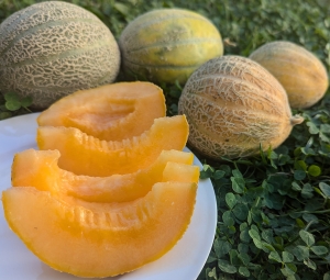 Семена дыни сорта Ортолани (Ortolani) 