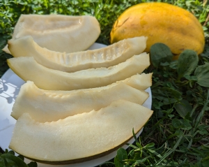 Семена дыни сорта Харде