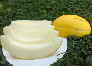 Семена дыни сорта Чарджуйский Гуляби