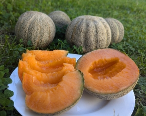 Семена дыни сорта Heart of Gold 