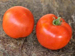 Семена томата сорта Dwarf Bubble Gum (Гном Жвачка) - Гномы