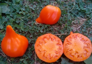 Семена томата сорта Jaune du lac de Bret-2 (Желтое озеро Брет-2) - Гиганты сердцевидные