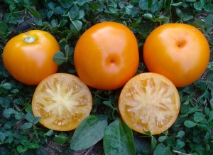 Семена сорта томата Dwarf Jasmine Yellow (Гном Желтый Жасмин) - Гномы