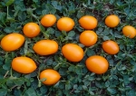 . Date Fruit Yellow (Желтый финик)