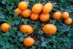 . Date Fruit Yellow (Желтый финик)