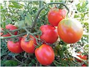 Семена сорта томата Засолочное чудо - Низкорослые кустовые 