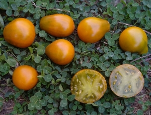 Семена сорта томата Cherokee Green Pear (Зеленая груша Чероки) - Грушевидные томаты