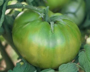 Семена томата сорта Зелёный ананас (Green Pineapple) - гиганты двуцветные