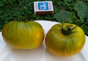 Семена сорта томата Green Mustang (Зеленый мустанг) - Зеленоплодные (изумрудные) 