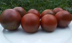 Семена томата сорта Зефир в шоколаде - Шоколадные