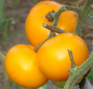 Семена сорта томата Золотая рапсодия - Высокорослые округлые и плоско-округлые 