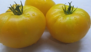 Семена томата сорта Золото России - Гиганты желтые и оранжевые