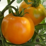 . Золотой бык