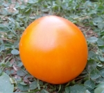 . Золотые пески