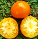 . Золотые пески