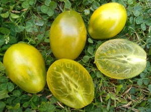 Семена сорта томата Изумрудная груша - Зеленоплодные (изумрудные) сорта 
