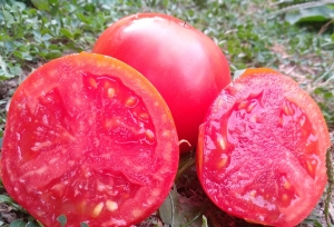 Семена томата сорта Ильдан - Низкорослые кустовые