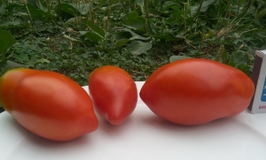 Семена сорта томата L'espagnol Lefebvres (Испанский Лефебра) - Высокорослые сливовидно-овальные