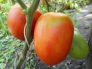 Семена сорта томата Казахская слива - Высокорослые сливовидно-овальные