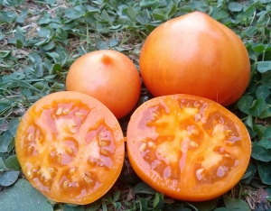 Семена томата сорта Канары желтые - Среднерослые